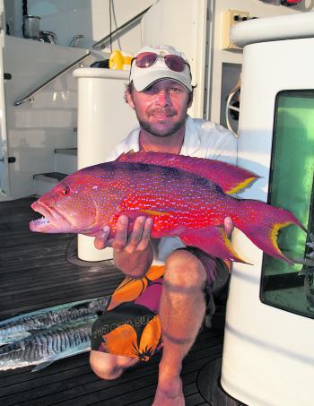 A colourful coronation trout caught on outer barrier reef.