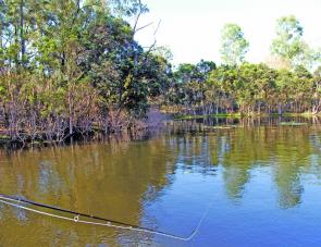 With impoundment levels high, lily beds offer ideal barra habitat and are worth exploring with the fly. 