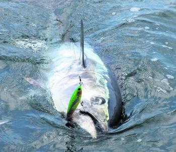 A beast bluefin slides towards the boat.