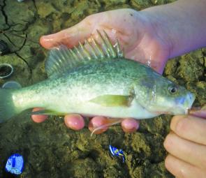 James Becker caught two Macquarie perch recently at Sugarloaf Reservoir on worms. 