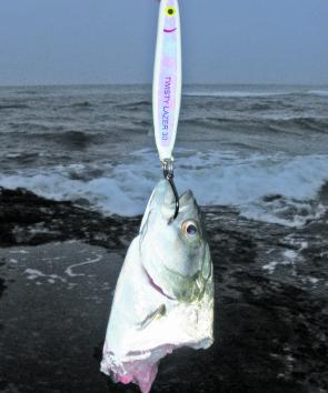 It’s a dangerous and often short life for a small tailor in the surf. This fish and two others were chopped one morning and the prime suspect was thought to be big tailor. The author has previously encountered big greenbacks dining on smaller tailor in th