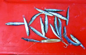 Can you spot the metal slice amongst these 6cm baby pilchards that were coughed up by the feeding mack tunas?