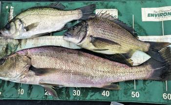 The South West trifecta: bream, estuary perch and mulloway.