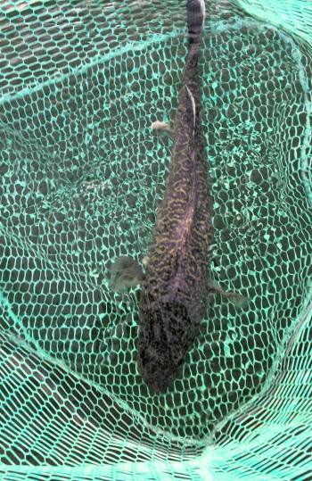 A 75cm cod sits in a big cod net prior to release. Using these big nets will ensure that the best possible chance of survival. 