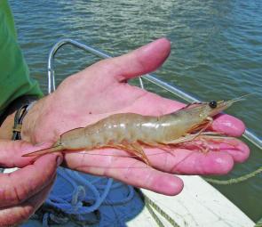 Prawns will be running early this month so don't forget the cast net!