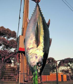 Bigeye tuna will sometimes mix in with the yellowfin. Let’s hope it is a good season.