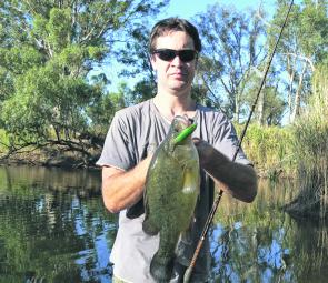A yellowbelly from the Wimmera river taken on a Ballista trigger twitched in front of a big snag pile.