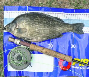 A surprise silver perch the author caught recently on fly in the Wimmera River behind the Horsham Weir.