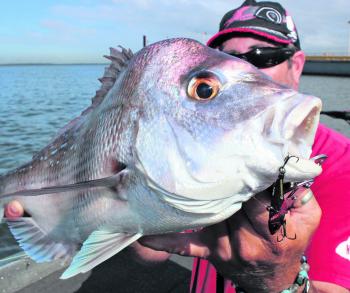 Vibration baits are a fantastic option for the Brisbane River’s population of resident snapper.