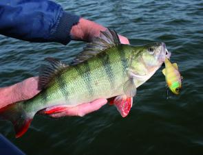 Fantastic redfin perch like this one are the best bet during July.