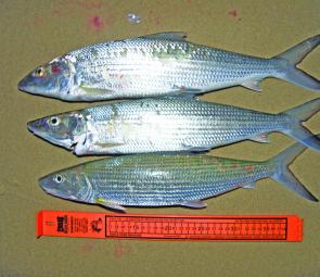Bonefish have a resemblance to whiting but the undershot mouth and forktail are dead give-aways. 
