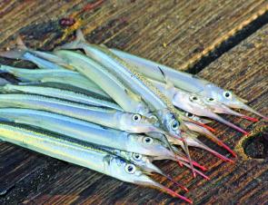 Garfish are easily identified by their slender profile and beak type lower jaw.