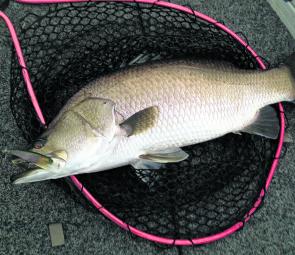 Another beautiful, bronzed Monduran barra taken on a Jackall Squirell in the Rainbow Trout colour.