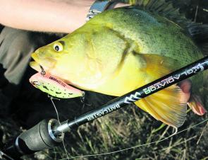 The golden perch season started a little later then usual at Blowering but they are going hard now and can be targeted with lipless crankbaits.