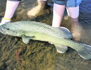 As well as great trout fishing, there is some sensational native fishing to be had in the area with big cod and yellas up at Blowering. The nearby Murrumbidgee has these fish as well as the vulnerable trout cod like this massive model.