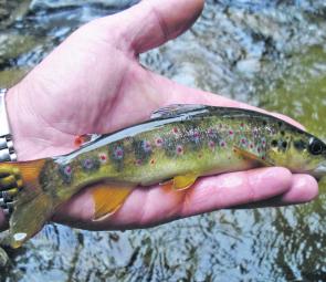 Small fish, but colourful – how bright are those red spots.