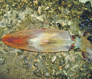 Calamari are a tasty diversion for trout anglers – the bottom reaches of the Tamar are the hot spot.