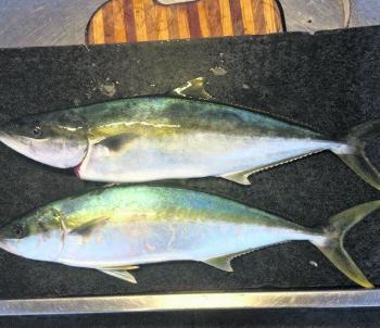 Michael Armstrong caught these winter kingfish offshore from Port Welshpool, showing how good our winter fishery is.