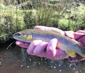 Some of the high-altitude streams will fish well early in the season.