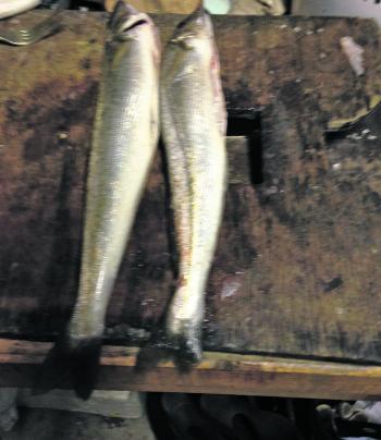 Some winter whiting are around the area, if you can embrace the cold and head out to look for them!