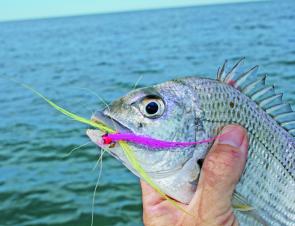 Occasionally the bream get in on the act, but as a rule, smaller flies are better on these guys.