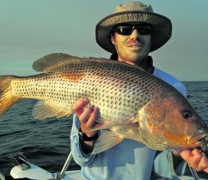 Golden snapper like this are worth your time and effort. It’s a good idea to release them afterwards.