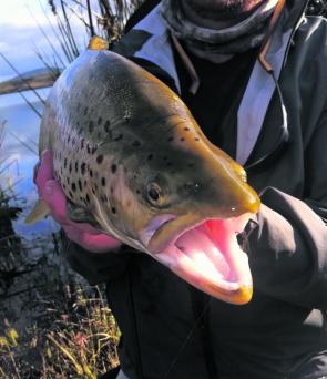 Keil Jones at Hepburn Lagoon caught this brown trout on a Tom Jones (photo courtesy of Simon Antonello).
