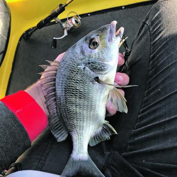 Bream are almost always on the cards in the Manning estuary.