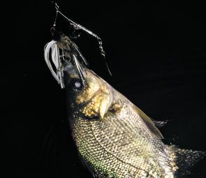 Bass are highly active before and after sunset.