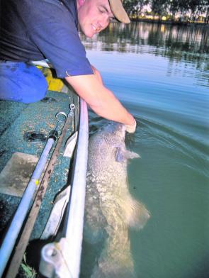 What the Cod Classic is all about – hooking up to a mighty Murray cod.