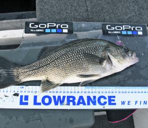 A St Clair bass caught just below thermocline on an ice jig – one of the fish from the sounder shot on this page.
