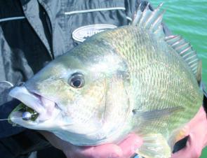 Soft plastics are all the rage for bream but some of the younger anglers are discovering that these fish can be caught on bait, believe it or not!