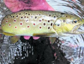 Brown trout can become quite underweight during autumn, particularly in the smaller streams where they may have struggled for food for lengthy periods of time during the summer months. 