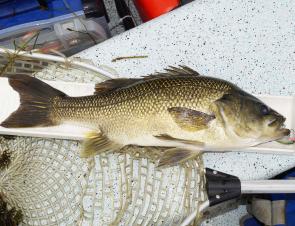 Just under 50cm (fork length) of lake bass which munched one of the new 5 cm Rapala Xrap Count Downs.