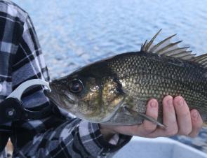 Lake bass are suckers for small sinking minnows like Rapala Count Downs.