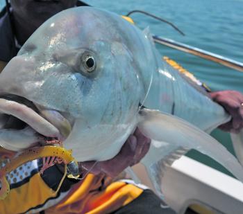 Even though many people think trevally are less than desirable, anything that pulls as hard as these things is worthy of a great deal of respect as a sporting fish. 