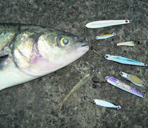 A range of metals that take salmon and tailor. Cast from the beach or trolled or jigged over the reefs, fish love the mirror shine on these lures. 