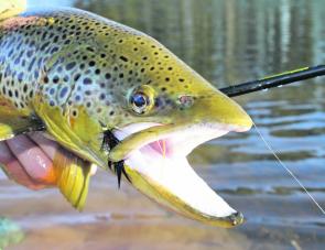 Brown trout are a hit the moment with anglers smashing them on flies, plastics and hardbodies.
