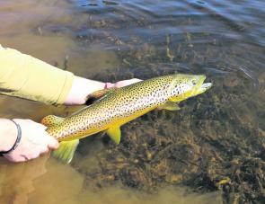Green and gold Ashley spinners are very effective on Guide Dam brown trout.