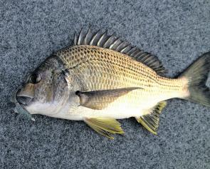 This bream took a 3” Berkley Gulp. Slowly but surely we will see more bream caught as things warm up. 