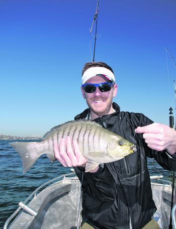 This cracker blackfish was taken in winter but are still around in summer.