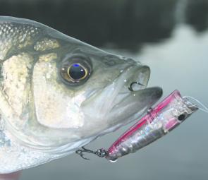 Fish respond well to surface lures like this ZBL popper in the shallows during warm March evenings.