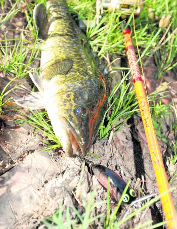 While most anglers are throwing spinnerbaits in our river at the moment, those who persist with topwater presentations are also getting results. 