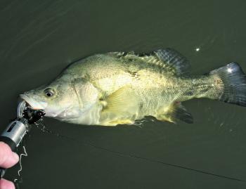 Good numbers of golden perch are being caught in the Campaspe River on lipless crankbaits.