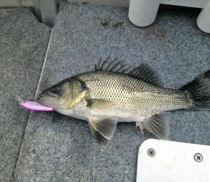 Andrew Ketaller has become the local guru of bass now and look at this specimen, they are certainly getting pretty big. 