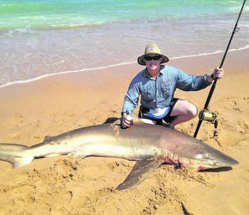 Matt Cameron landed this massive bronze whaler shark over which measured over 8ft long off the Ninety-Mile Beach on game gear. A whole bonito as bait did the trick. 