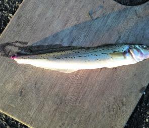 The tail-less whiting caught by the author on a recent trip to Western Port.