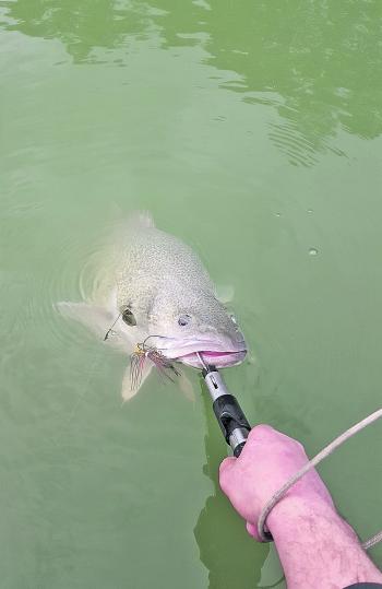 A decent Murray cod specimen caught on a spinnerbait. They are just waiting for you!