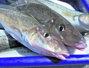 There are still some good whiting to be found around the Phillip Island area if you go looking for them.