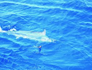 The gamefishing has been awesome off Bundaberg recently, with captures of small black marlin being reported. 